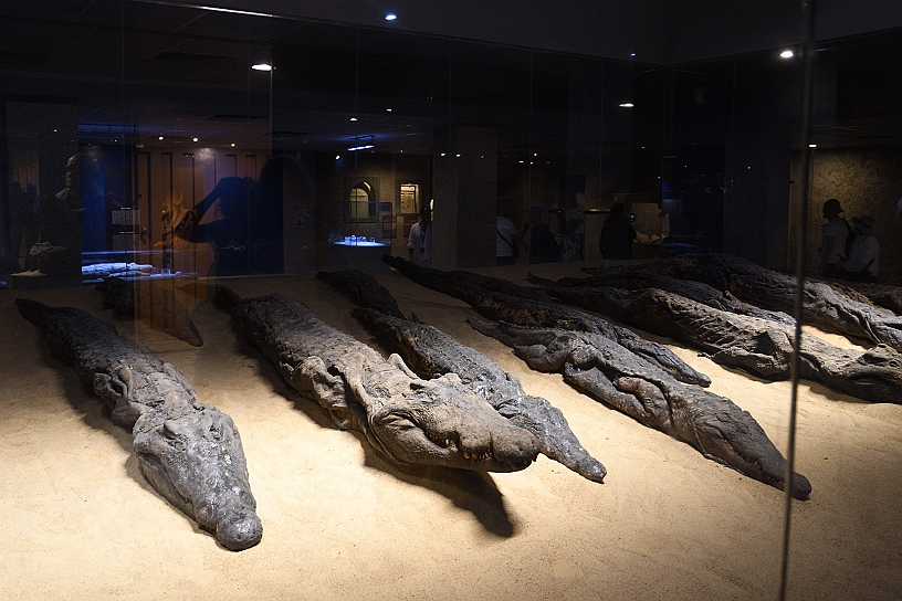 82 MAK_6407.jpg - Sono esposti 40 di questi rettili mummificati lunghi da due a cinque metri.